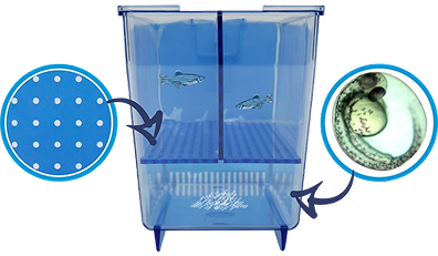 Funcionamento Criadeira